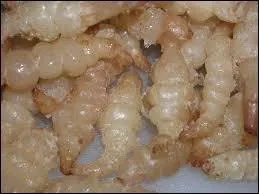 Et les crosnes, sont-ils voisins des taupes ou des oiseaux ?