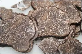 La luxueuse truffe se cache-t-elle des rayons du soleil ou pas ?