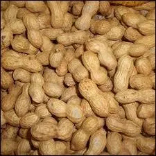 L'ami des enfants, la cacahute, prend-elle des bains de soleil ou pas ?