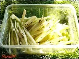 Le fenouil au got anis se cache-t-il sous terre ou pas ?