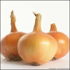 Le bel oignon dans son vtement de soie prend-il des bains de soleil ou pas ?