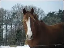 Un cheval qui boit dans son blanc :