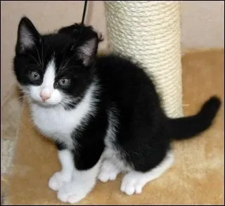 Grisette vient de mettre bas. Les deux chatons ... sont noirs, les deux autres sont noirs et blancs. Tous ces chatons ... se portent bien.