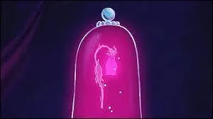 O l'important, c'est la rose...