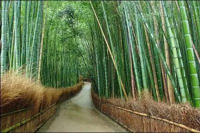 Une chanson d'Alain Chamfort ddie  une compagne de Gainsbourg !