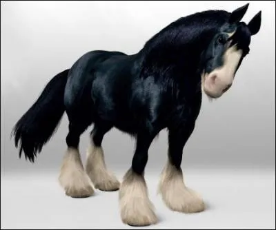 Si tu veux trouver mon nom, sache que mon cheval s'appelle Angus !