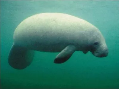 Les anciens navigateurs me confondaient avec cet animal !