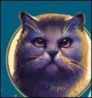 Quel chat est battu par Nuage de Feu sur le territoire du clan du Tonnerre ?