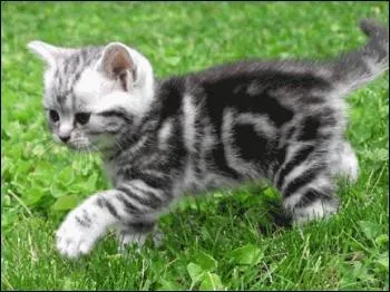 Qui Croc Jaune va-t-elle chercher pour les aider  trouver les chatons vols par Etoile Brise ?