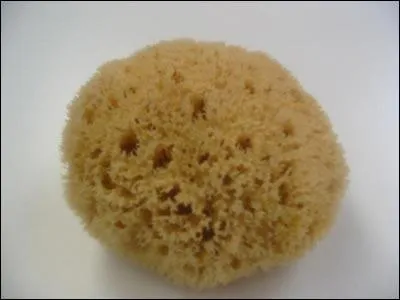 A quelle(s) espce(s) appartient l'ponge ?