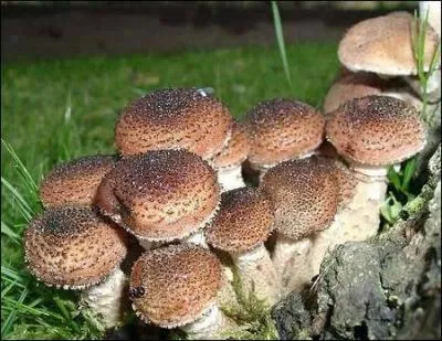 D'aprs vous, combien peut peser le plus gros champignon dcouvert dans le monde, ses ramifications y compris ?
