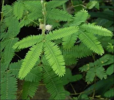 Regardez bien les feuilles de cette plante, elles ont une curieuse proprit, lorsqu'on les touche, elles se rtractent, on l'appelle mimosa pudica ou ...