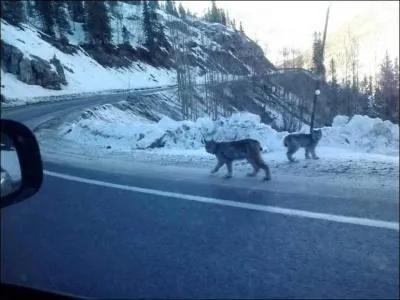 Vous avez dcid de visiter l'Alaska,  bord d'une voiture de location, soudain, au bord de la route, surgissent ...