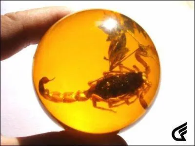 Cette matire est une rsine fossile provenant de forts de conifres englouties par les eaux il y a 40 millions d'annes, mais de quoi s'agit-il ?