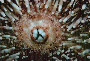 Comment appelle-t-on l'appareil masticateur des oursins ?