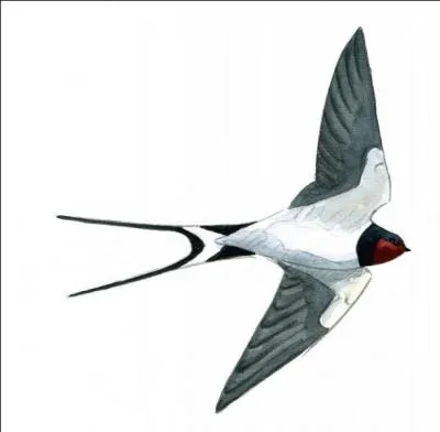 Cette marque franco-italienne fait aujourd'hui partie du patrimoine PSA Peugeot-Citroen !