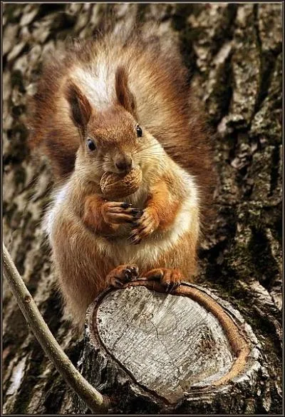 Cette institution franaise a choisi cet animal comme logo !