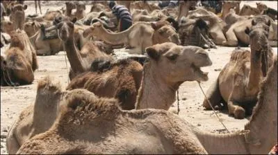 Si vous ne trouvez pas la rponse, vous allez tousser !