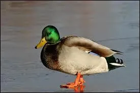  Canard  in English ?