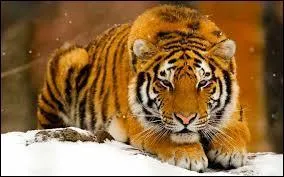 Au secours, un tigre !