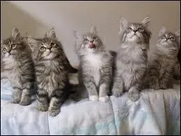 Et s'ils sont plusieurs chatons ?