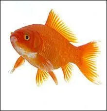 Et non ! On continue un peu avec ce poisson rouge !