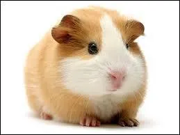 Et le cochon d'Inde !