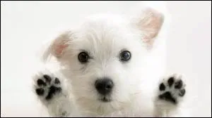 Ceci est un gentil petit :