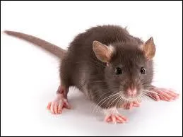 Aprs la souris... le rat !