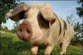 Je manque dj d'ide... et celui-l ?