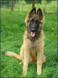  quelle race ce chien appartient-il ?