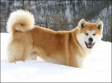  quelle race ce chien appartient-il ?