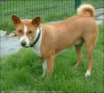  quelle race ce chien appartient-il ?