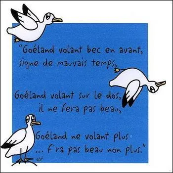 Quand le goland se gratte le gland, signe de mauvais temps, ...