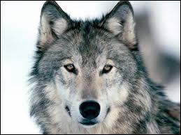 Comment s'appelle un groupe de loups ?