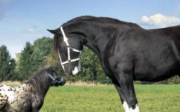 Quiz Galop 1