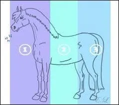 Quelles sont les trois principales parties du cheval ?