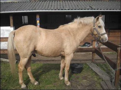 Quelle est la robe de celui-ci ?