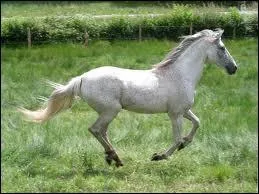 Quel est le mcanisme du galop  droite ?