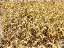 Quels sont les deux types de la deuxime famille d'aliments ?