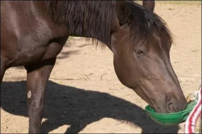 Le cheval boit environ...