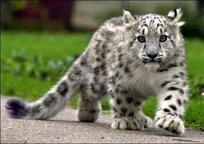 C'est un flin  la somptueuse fourrure, il vit dans les hautes montagnes d'Asie centrale, bien que sa chasse soit interdite, certains braconniers sans conscience continuent de le chasser !