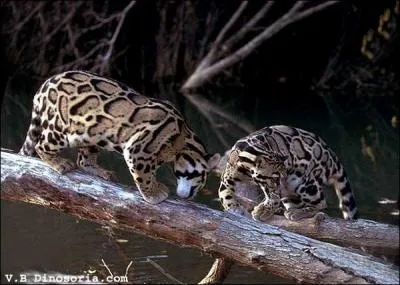 Tout aussi magnifique que le prcdent, ce flin vit dans les forts du Sud-Est asiatique, il a hlas le mme problme !