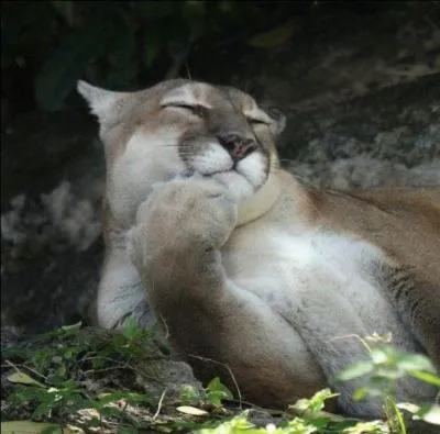 Dans cet environnement montagneux d'Amrique du Nord, vous pouvez rencontrer l'un de ces trois flins !