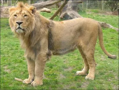 Une crinire peu fournie, une bande de peau pendante sous la poitrine, d'o vient ce lion d'aprs vous ?