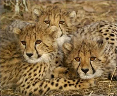 Que ce soit en Afrique ou en Asie, il court aussi vite !