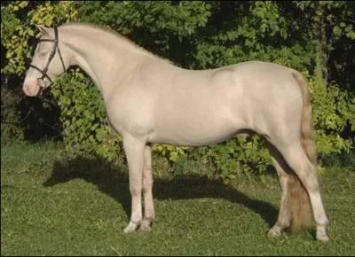 Comment s'appelle cette robe ?