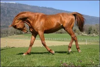 Comment s'appelle cette robe ?