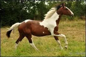 Comment s'appelle cette robe ?