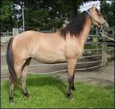 Comment s'appelle cette robe ?